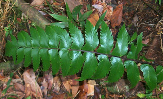 Asplenium polyodon