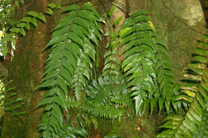 Asplenium polyodon