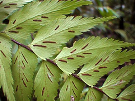 Asplenium polyodon