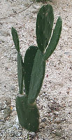 cacti01.jpg (11868 bytes)