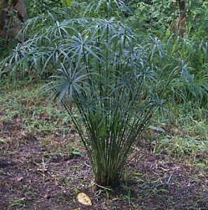 cyperus_alternifolius.jpg (58785 bytes)