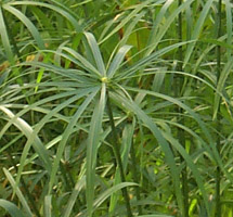 cyperus_alternifolius2.jpg (23894 bytes)