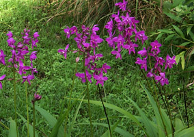 Spathoglottis plicata