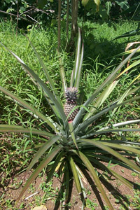 sharon_pineapple01.jpg (42421 bytes)