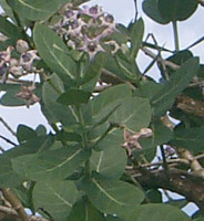 calotropis_gigantea_branch.jpg (17497 bytes)