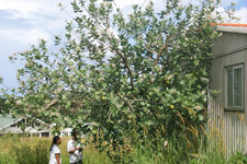 calotropis_gigantea_bush.jpg (22159 bytes)