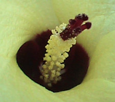 Hibiscus tiliaceus