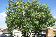 hibiscus_tiliaceus_bush150.jpg