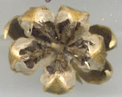 hibiscus_tiliaceus_seedpod.jpg (9916 bytes)