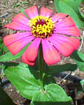sZinnia peruviana