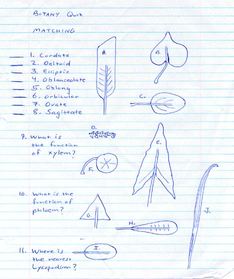 leaf_shape_quiz.jpg (43595 bytes)