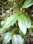 Cinnamomum carolinense