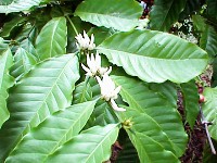 Coffea arabica leaf