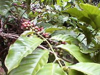 Coffee beans