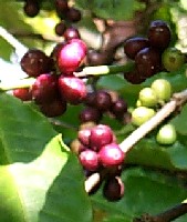 Coffea arabica fruit