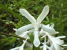 Coffea arabica flower