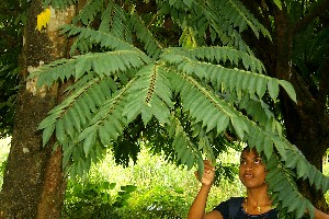 cucumber_tree01.jpg (35836 bytes)