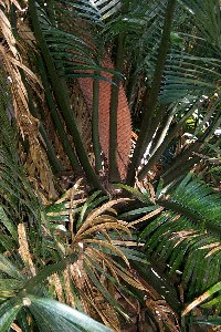 cycad02.jpg (37372 bytes)