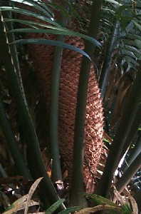 cycad cone