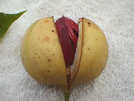 nutmeg_fruit