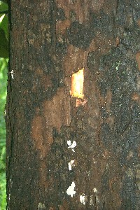 rubber_tree_trunk.jpg (29836 bytes)