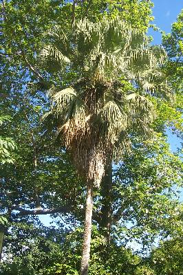 datepalm03.jpg (50368 bytes)