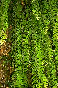 hangingfern04.jpg (27796 bytes)