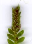 Selaginella strobili