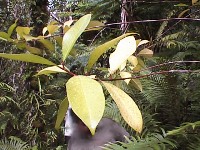 Leaves of tree for starting cooking fire.