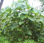 unk20.jpg (14923 bytes)