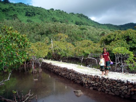 050557mangrove_walk (62K)