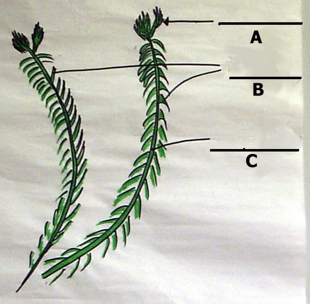 lycopodium_t1 (128K)