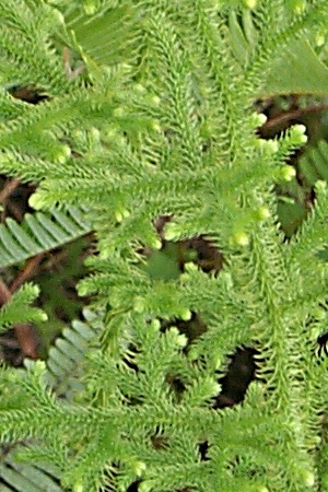 lycopodium cernuum