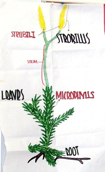 Lycopodium morphology