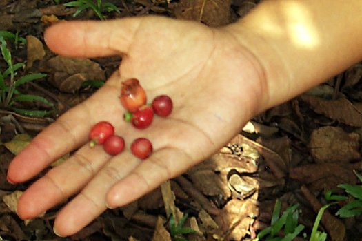 Coffee berries