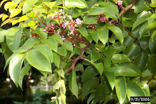 Averrhoa carambola