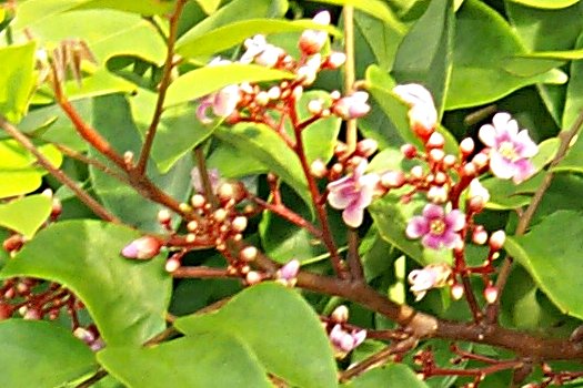 Averrhoa carambola