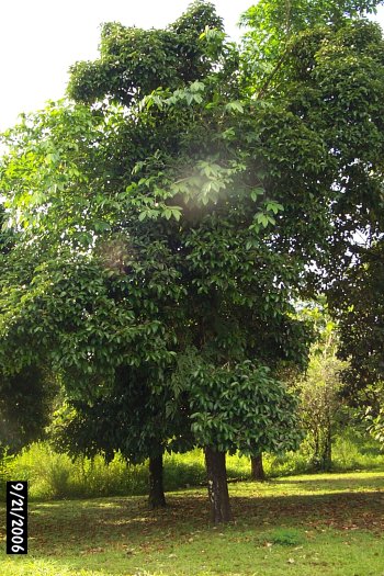 Garcinia mangostana