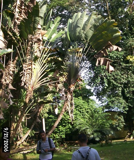 Ravenala madagascarensis