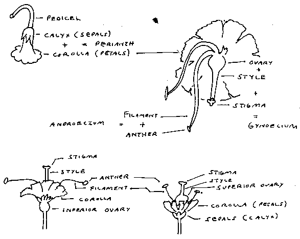 flower diagram