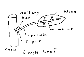 leaf diagram