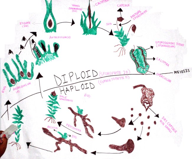 Moss reproductive sycle