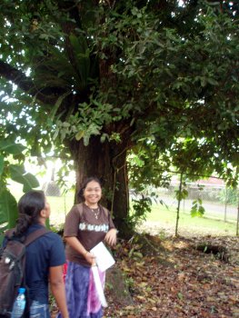 Calophyllum inophyllum