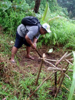 ihney_papaya_behindsugarcane