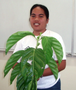 Healing plants presentation