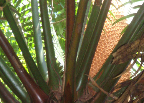 cycad_cone