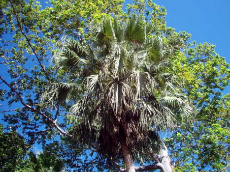 fan_palm