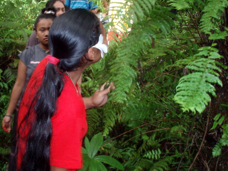 studying ferns