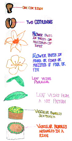 diagram of dicot and monocot features