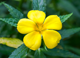 Turnera ulmifolia